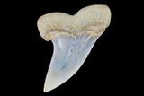 Mako Shark Tooth Fossil - Sharktooth Hill, CA #94736-1